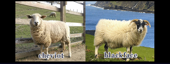 ラバット ラバット