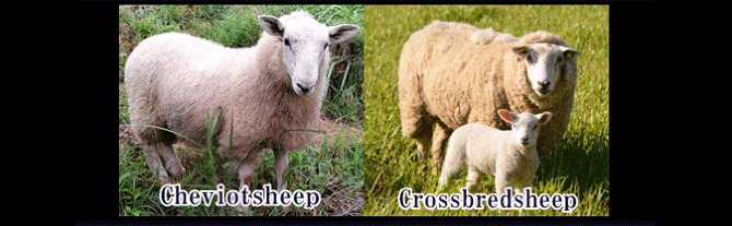 �|�[�^�[�n�[�f�B���O